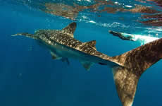 Tiburón Ballena La Paz