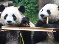 osos panda