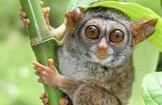 chocolate_tarsier