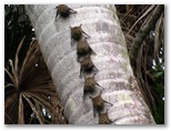 tambopata_puerto_maldonado406.jpg