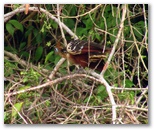 tambopata_puerto_maldonado415.jpg