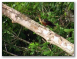 tambopata_puerto_maldonado416.jpg