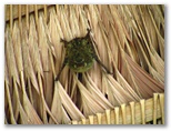 tambopata_puerto_maldonado421.jpg