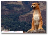 machu_picchu_guia4x4_1108.jpg