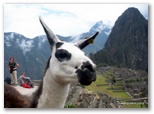 machu_picchu_guia4x4_1214.jpg