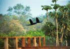 Araras en vuelo