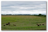 guia4x4_pantanal2008_153.jpg