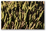 catamarca_noa_argentina_127.jpg